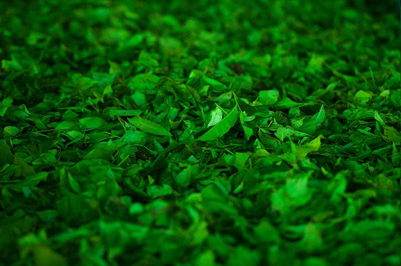 EGCG: The Powerhouse Antioxidant in Matcha + Green Tea